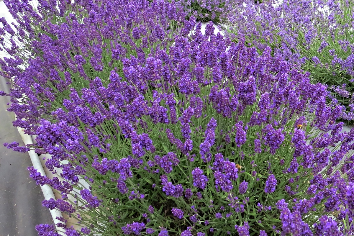 Lavandula angustifolia Aromatico Blue Compact Lavandula levandule
